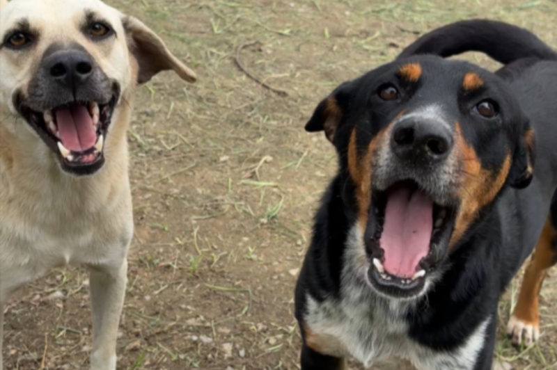 Unidade de acolhimento de animais divulga novo número oficial de whatsapp