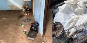 Polícia encontra filhotes mortos e prende homem por maus tratos a animais