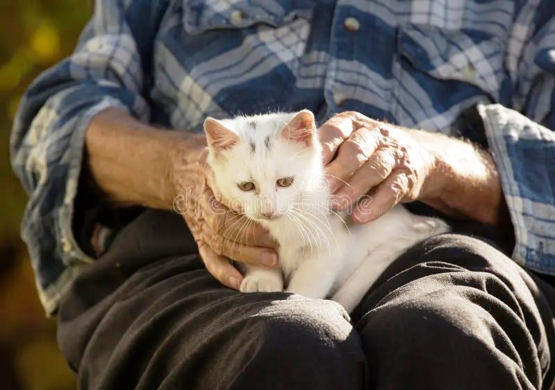Vizinho mata gato a tiros e á suspeito de matar outros animais em SC
