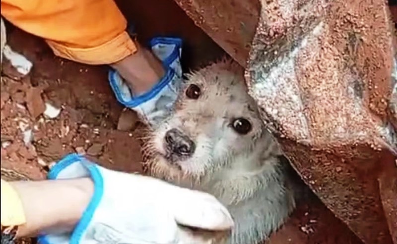 Vídeo: cãozinho é resgatado com vida dos escombros após tragédia em MG