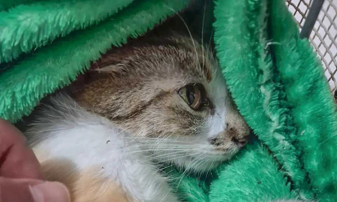 Crueldade: mulher é presa após arremessar gata do 12º andar