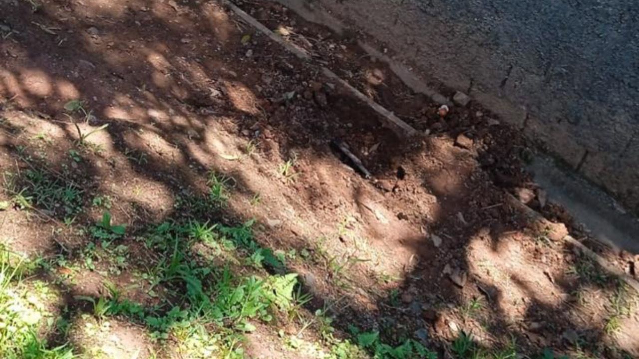 Operação combate crueldade contra cadela enterrada viva