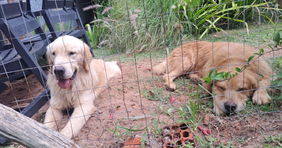 VÍDEO: Guarda-vidas salvam cães da raça golden de afogamento em SC