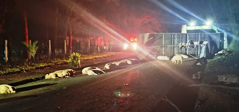 Caminhão com porcos a caminho do abate tomba em estrada e animais escapam