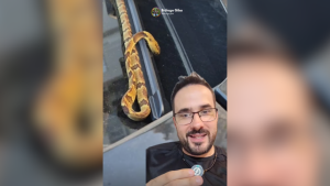 Cobra parecida com jararaca assusta motorista em SC