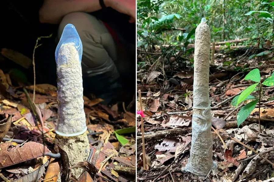 Camisinha ajuda cientistas a desvendar mistério de cigarras na Amazônia