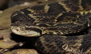 Cobra mais perigosa do Brasil invade empresa e mobiliza bombeiros em SC