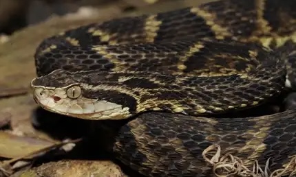 Cobra mais perigosa do Brasil invade empresa e mobiliza bombeiros em SC