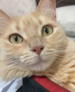 Miados que curam: CAPS aposta em gatos no cuidado em saúde mental em SC; saiba onde