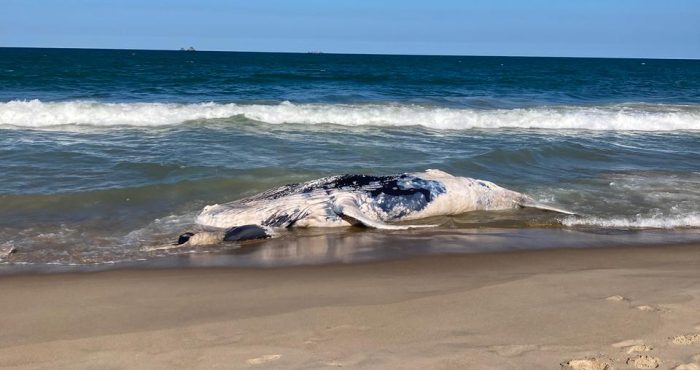 Baleia-jubarte é encontrada morta no litoral de SC