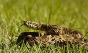 Homem é picado por jararaca em parque de SC
