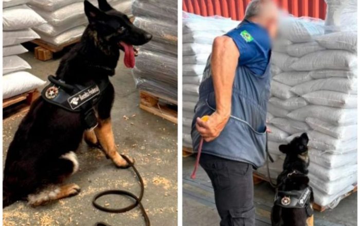 Cadela farejadora encontra cocaína camuflada em porto catarinense