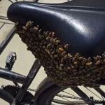Vídeo: Enxame de abelhas toma conta de bicicleta em SC e vídeo viraliza