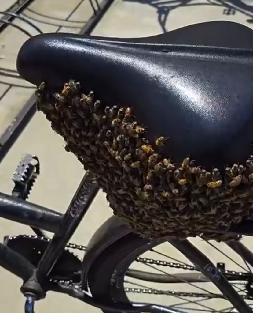 Vídeo: Enxame de abelhas toma conta de bicicleta em SC e vídeo viraliza