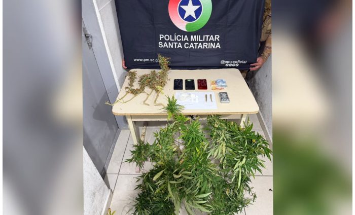 PM encontra pé de maconha em ocorrência de tráfico de drogas