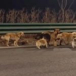 VÍDEO: Cães fogem de açougue clandestino e percorrem 17 km para voltar ao lar