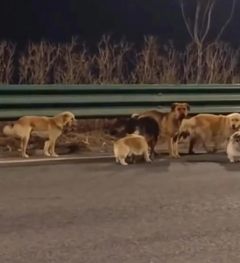VÍDEO: Cães fogem de açougue clandestino e percorrem 17 km para voltar ao lar