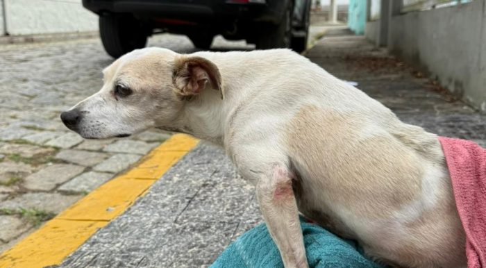 Polícia Civil resgata cão vítima de maus-tratos e prende tutor