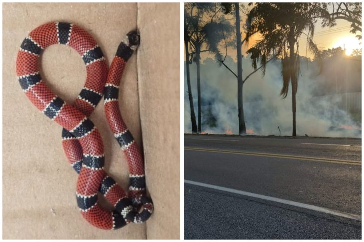 Cobra-coral e incêndio em rodovia mobilizam bombeiros na Grande Florianópolis