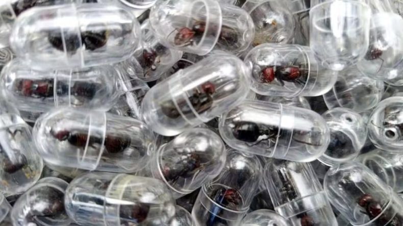 Tráfico de formigas cresce e movimenta mercado ilegal milionário no Quênia