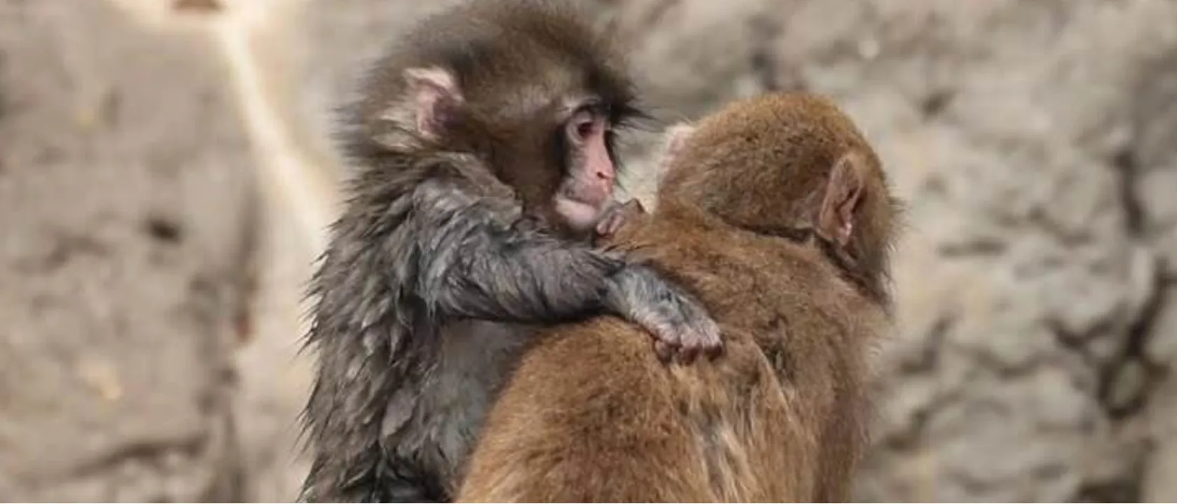 Do abandono ao amor: macaco Punch encontra uma “namorada”; veja vídeo