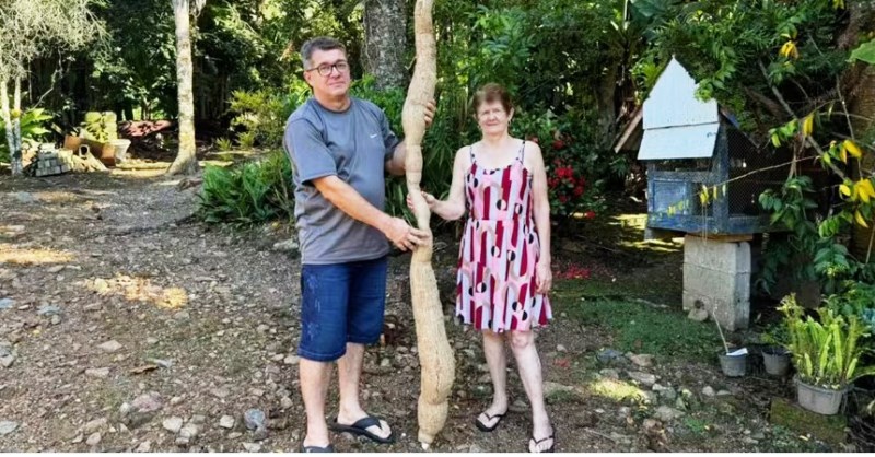 Mandioca gigante surpreende família de agricultores em SC