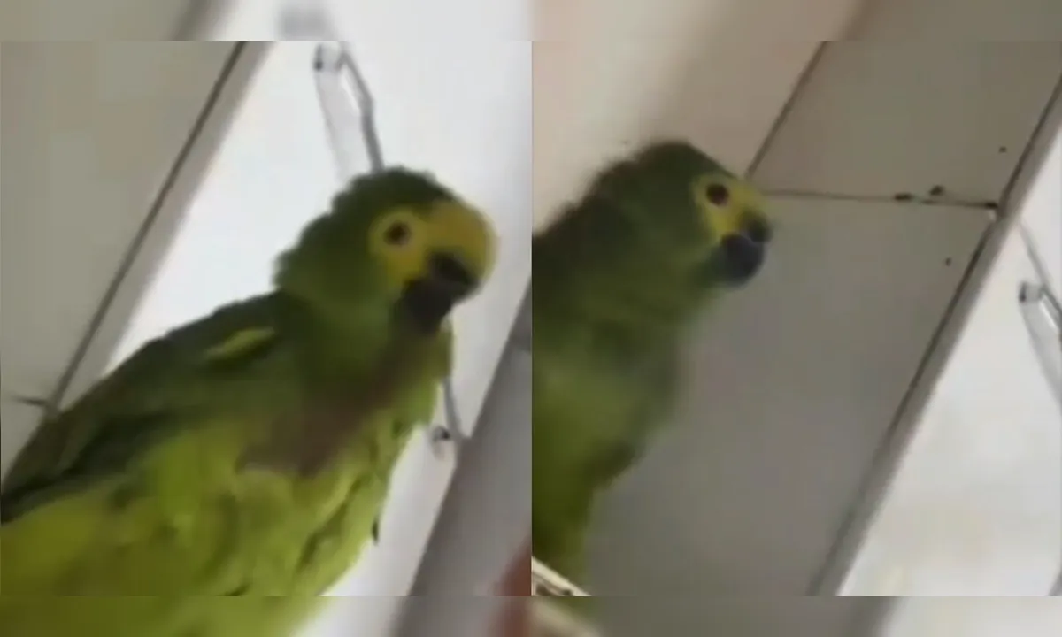 Mulher é presa por maus-tratos após soprar fumaça de maconha em papagaio