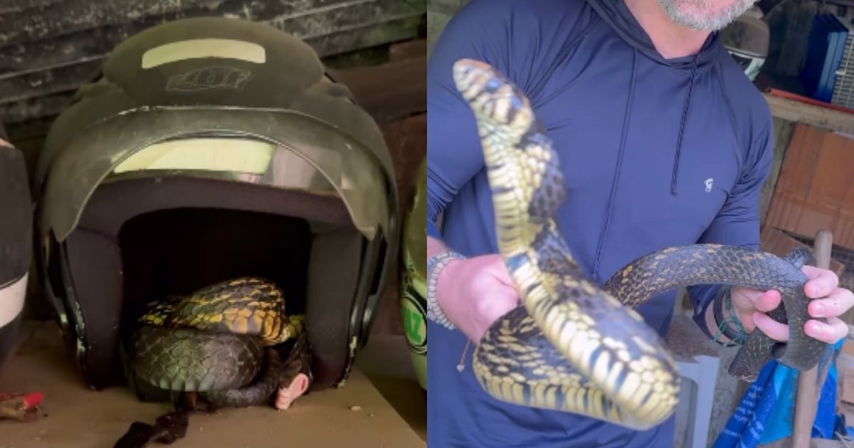 Cobra de mais de dois metros aparece dentro de capacete em SC