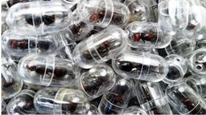 Chinês é preso tentando contrabandear 2 mil formigas rainhas