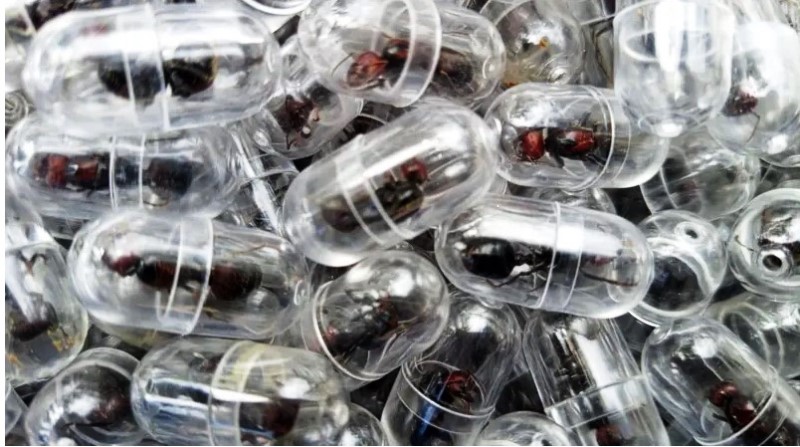Chinês é preso tentando contrabandear 2 mil formigas rainhas