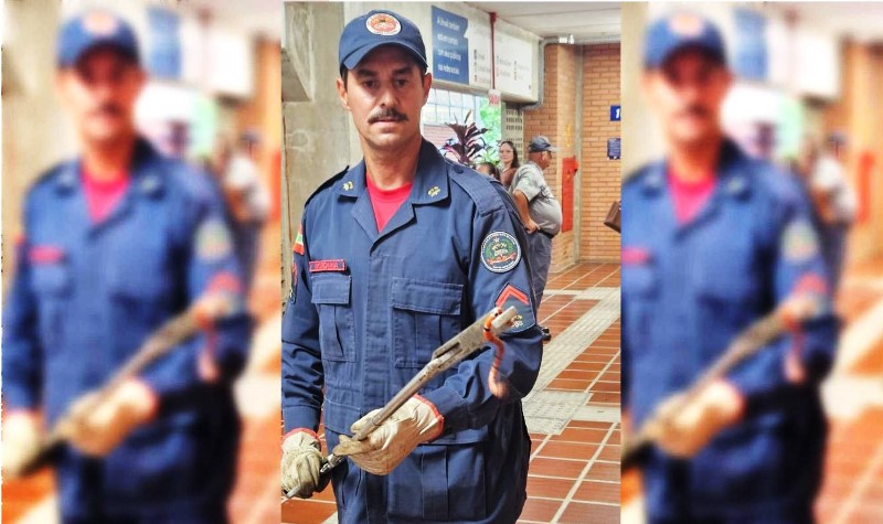 Cobra coral venenosa assusta frequentadores de universidade em SC