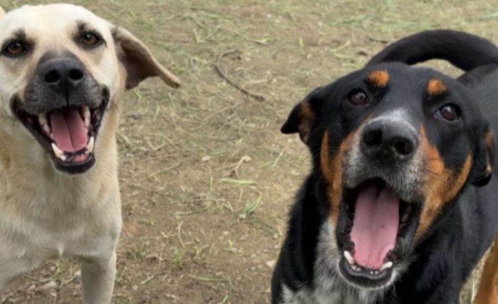 Itajaí amplia rede para castração de cães e gatos com novo credenciamento