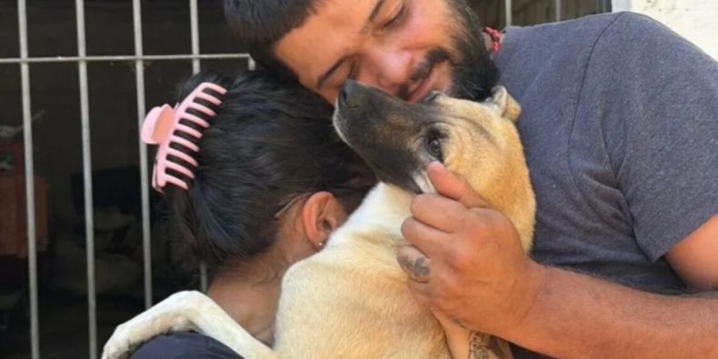Cão desaparecido há 5 meses reencontra família em mutirão