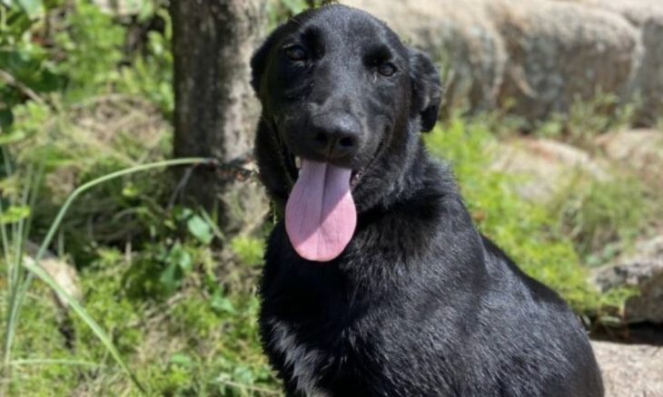 Polícia Civil descarta maus-tratos e confirma causa da morte do cão Pumba