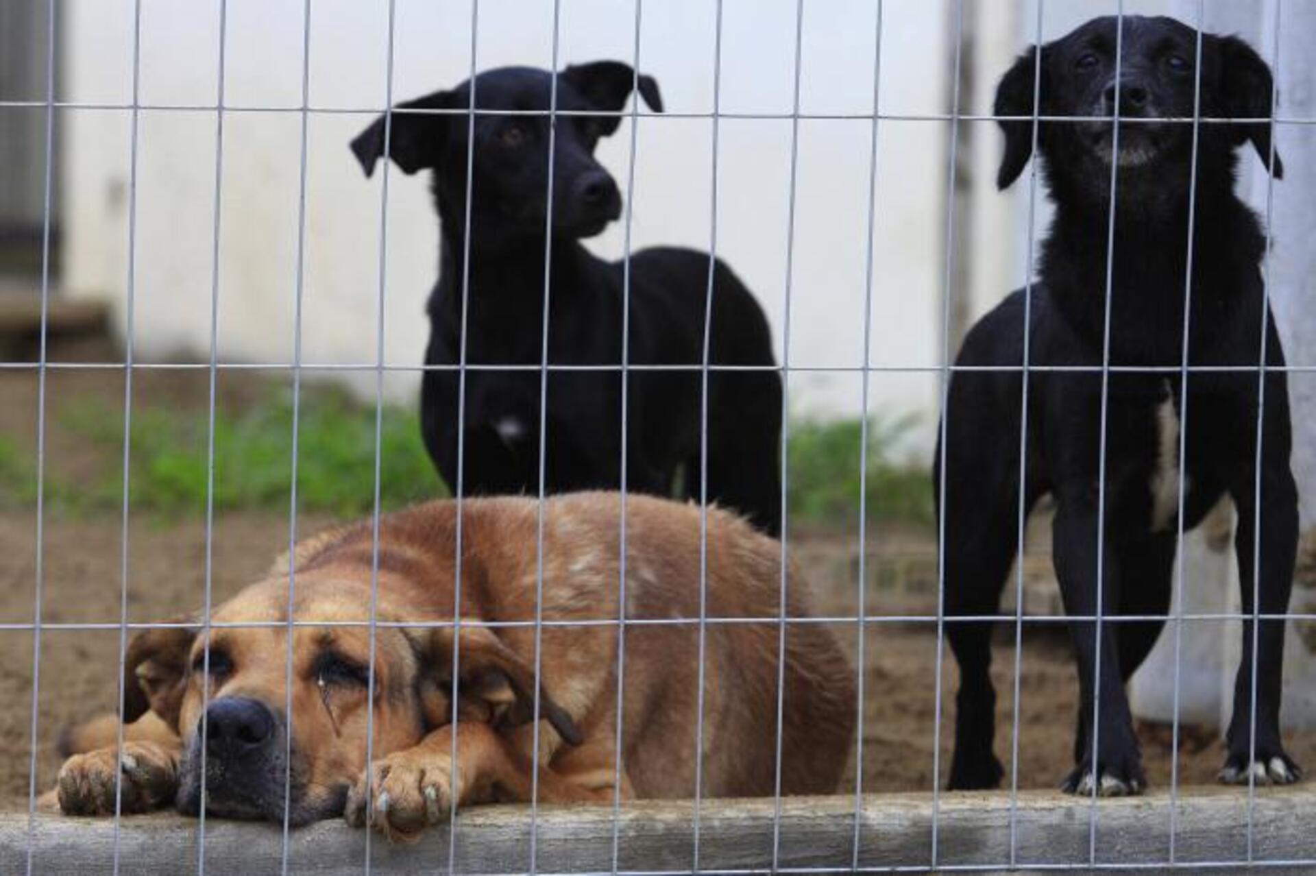 Ministério Público investiga morte de 413 animais no Norte de SC