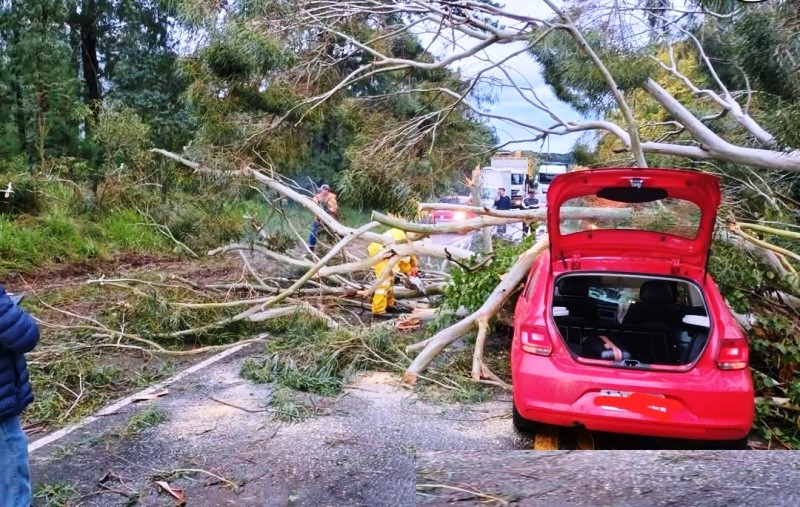 Motorista escapa ilesa após árvore cair sobre veículo na SC-350