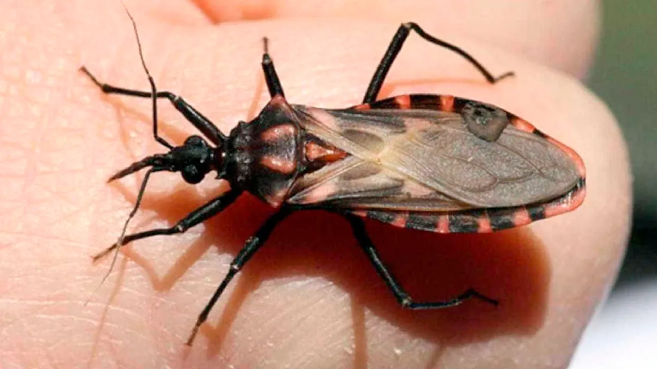 Brasil injeta R$ 12 milhões no combate à doença de Chagas