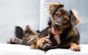 Programa de castração e chipagem grátis de animais está com inscrições abertas
