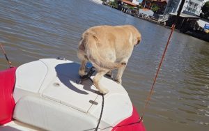 Vídeo: cão bombeiro farejador encontra corpo submerso em rio