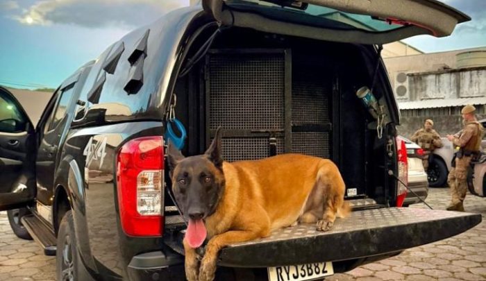 Cão policial ajuda operação a desmontar pontos do tráfico