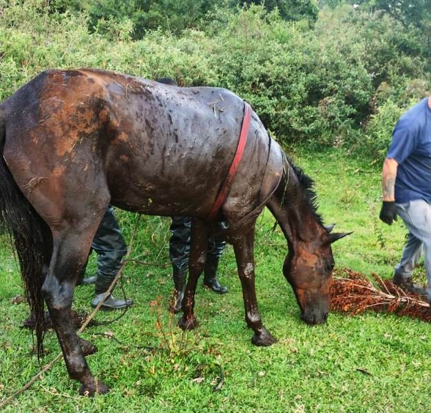 Medicina internacional reconhece cavalo salvo com cannabis em SC