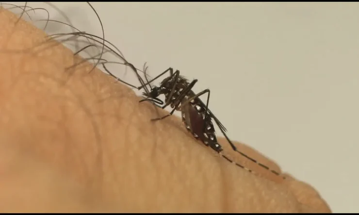 Itajaí registrada queda expressiva nos casos de dengue