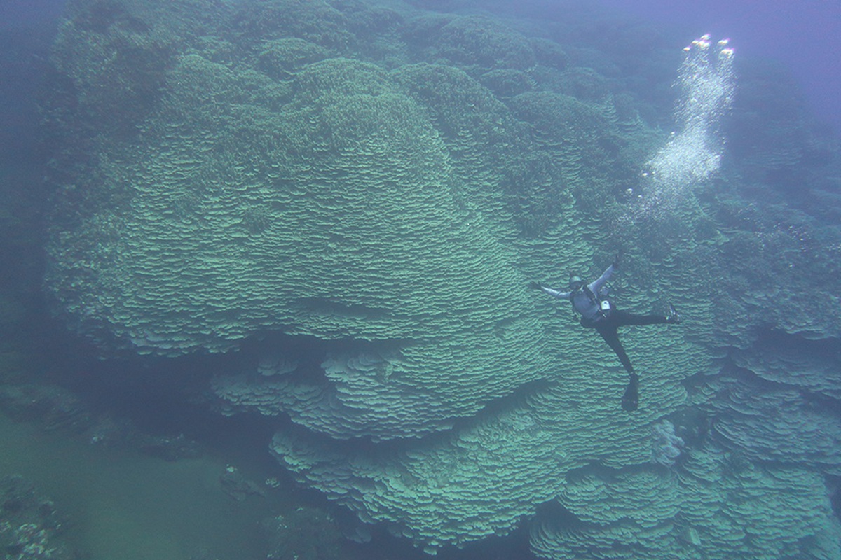Coral mais velho que Cristo é encontrado vivo no oceano