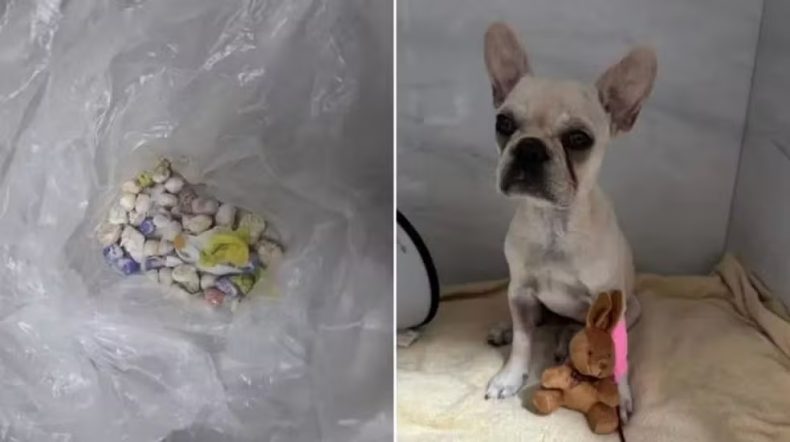 Filhote ingere 55 pedras de crack e tutora é levada à delegacia em SC