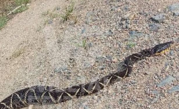 Idoso que quase morreu por picada de cobra encontra Jararaca no quintal