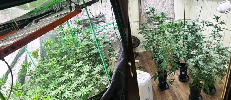 Bope encontra estufa para cultivo de maconha e prende traficante