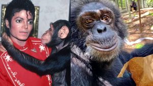 Chimpanzé de Michael Jackson vive em santuário de luxo aos 43 anos