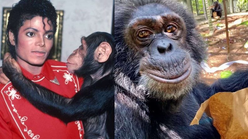 Chimpanzé de Michael Jackson vive em santuário de luxo aos 43 anos