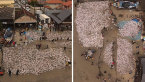 VÍDEO: ‘Montanha de tainha’ impressiona moradores de SC