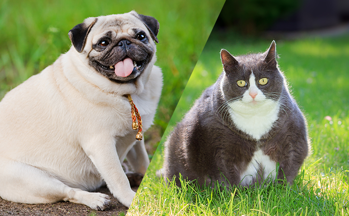 Obesidade em pets avança e preocupa veterinários no Brasil